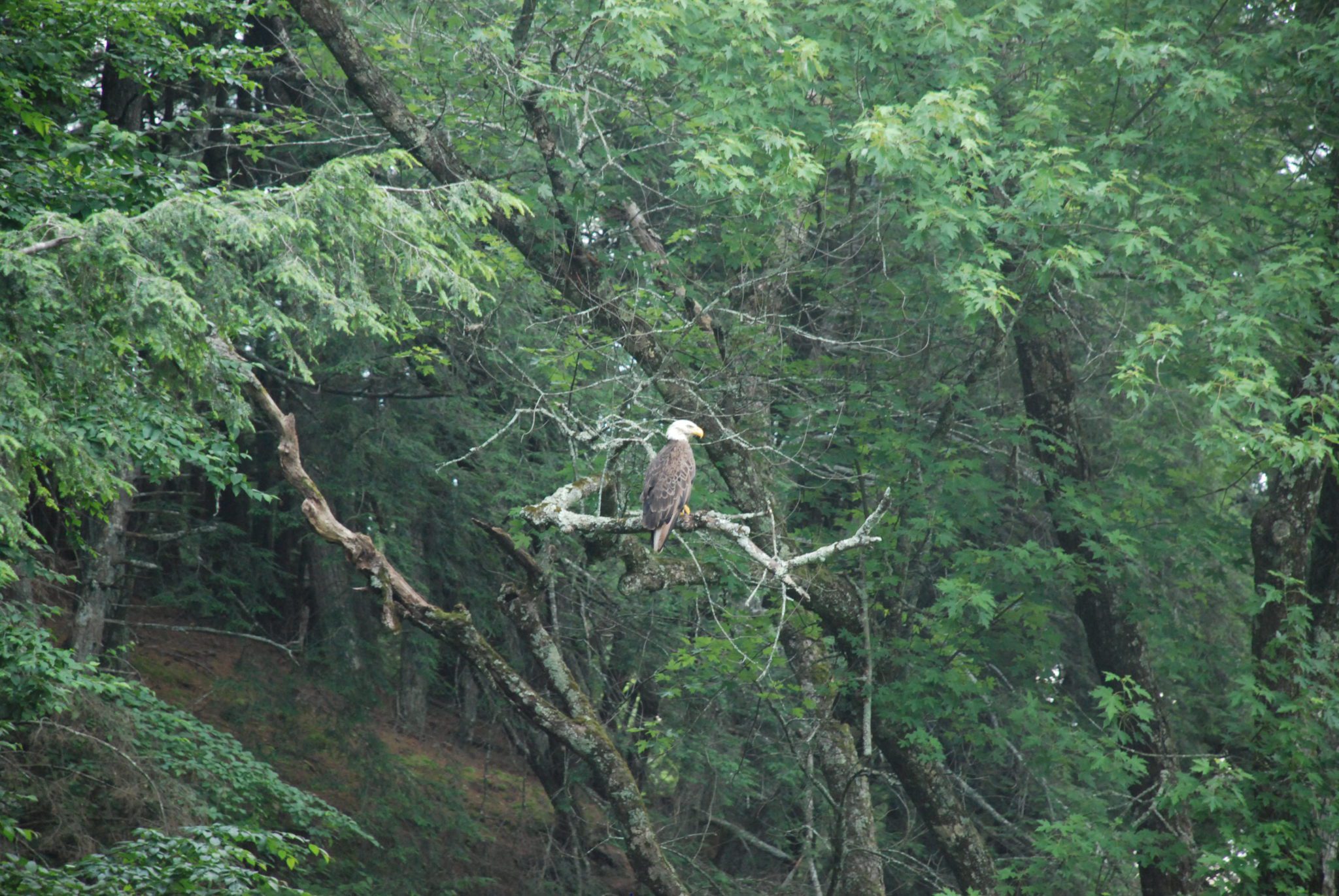 Maybe you can glimpse of a bald eagle on your visit