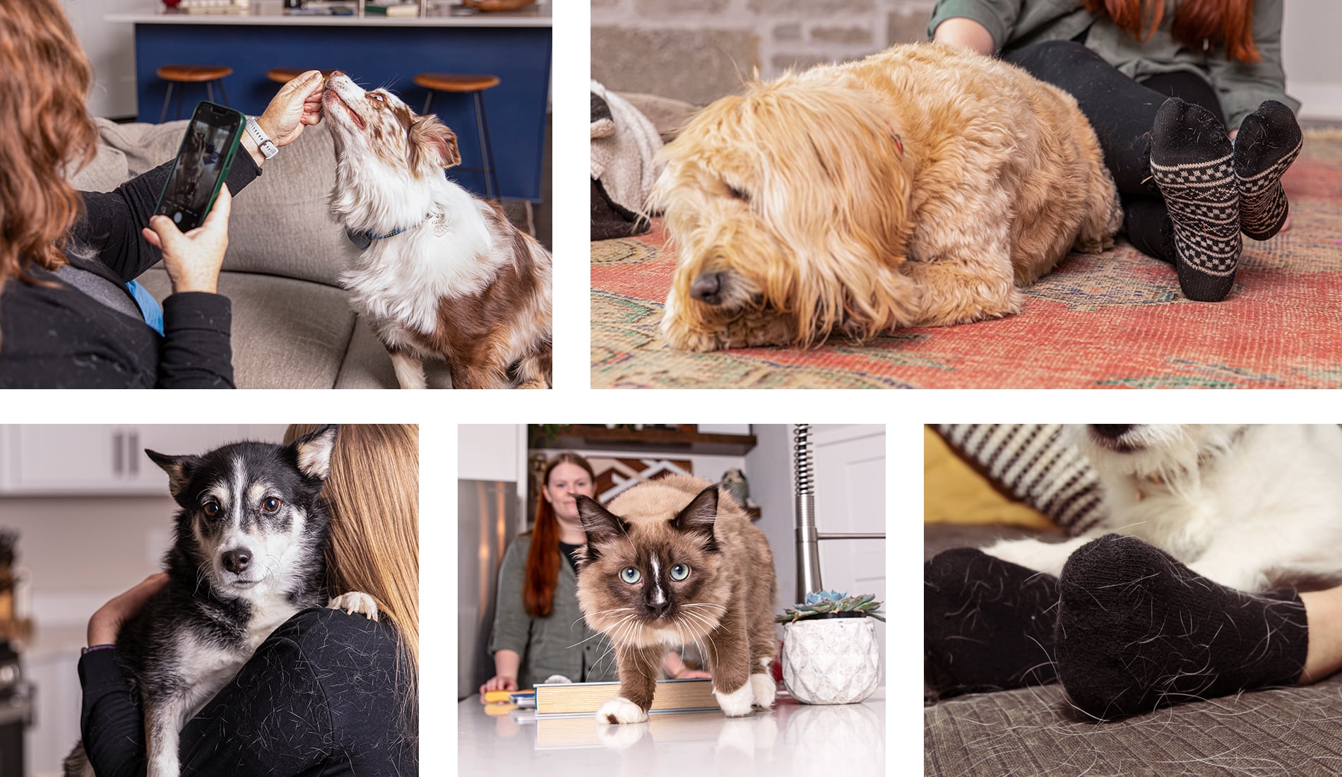 A collage of photos of pet dogs and cats.